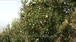 The best Apple orchards in Uttarakhand!
