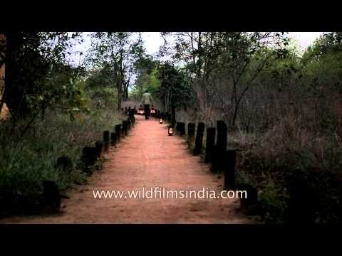Lanterns being placed on pathways at Kanha Earth Lodge, MP