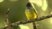 Grey-headed Flycatcher now called Canary Flycatcher