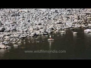 Pair of Mergus Mergansers swimming in Punakha Chhu, Bhutan