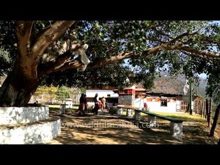 Pilgrims shelter under old shade tree at Chimi Lhakhang (Monastery) in Bhutan