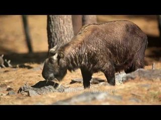 Bhutan Takin (Budorcas taxicolor whitei): national animal of Bhutan