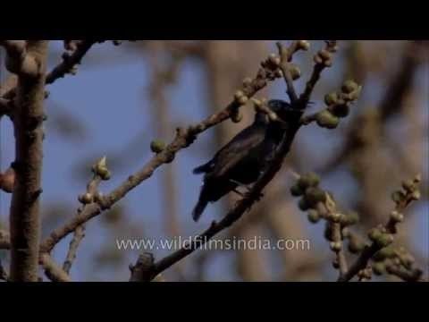 Life around silk cotton tree (Bombax ceiba) in Delhi