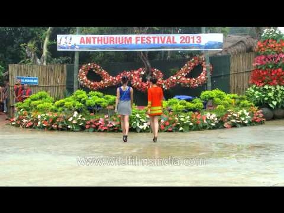 Anthurium models showcasing colourful dresses