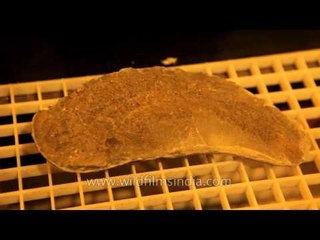 Osteichthyes (Bony fish) fossil specimen