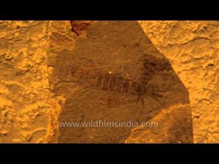 Ephemeroptera (Ephemeropsis trisetalis) Mayfly larva fossil specimen