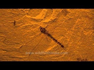 Odonata Libellulium species (dragonfly) fossil specimen