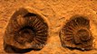 Cephalopoda Ammonoidea (Ammonites) fossil specimen