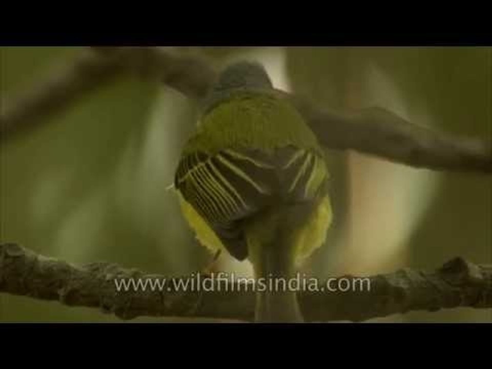 Grey-headed or Canary Flycatcher visits Delhi
