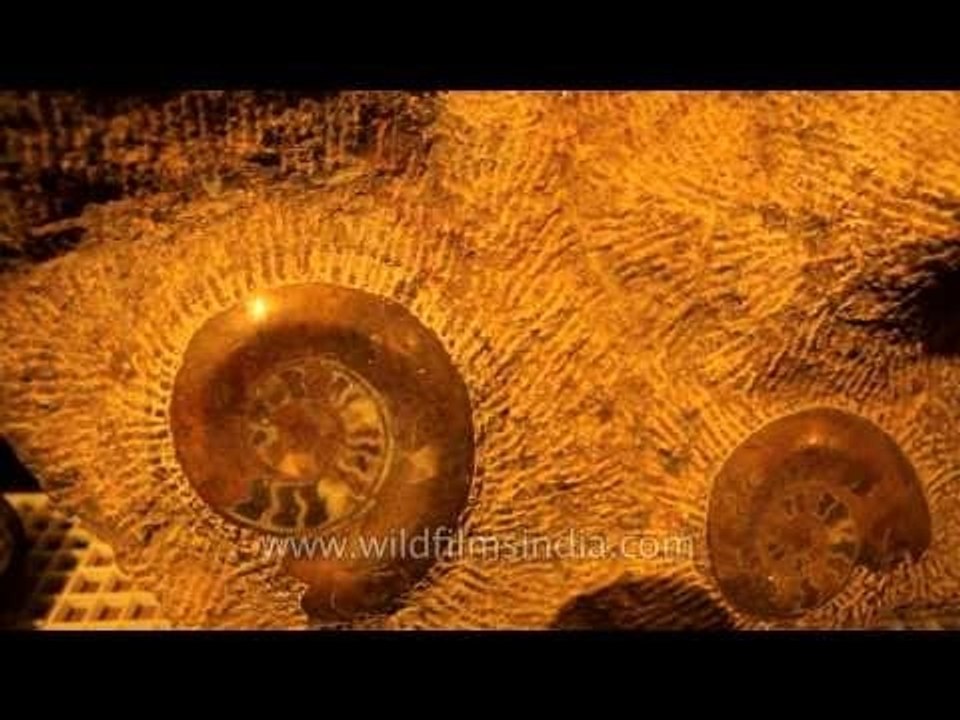 Most interesting fossil you ever saw : Ammonites
