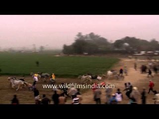 Download Video: Bullock cart racing obsession in Rural Punjab