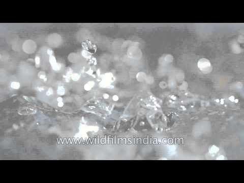 Water droplet and ripples