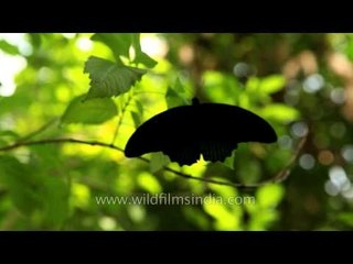 Great Mormon and other tropical butterflies