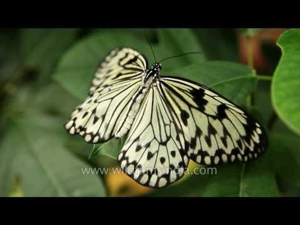 Rice Paper butterfly of South-east Asia