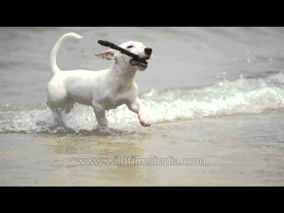 Dog plays fetch by the sea: high frame rate shot