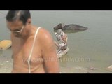 Indian hindu pilgrims bathing in the Ganges river: Varanasi