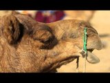 Riding a camel at Thar Desert, Jaisalmer
