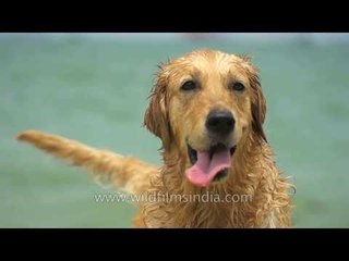 Golden Retriever swims in sea and comes out wet, in slow motion