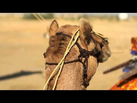 Camels resting at Thar Desert, Jaisalmer
