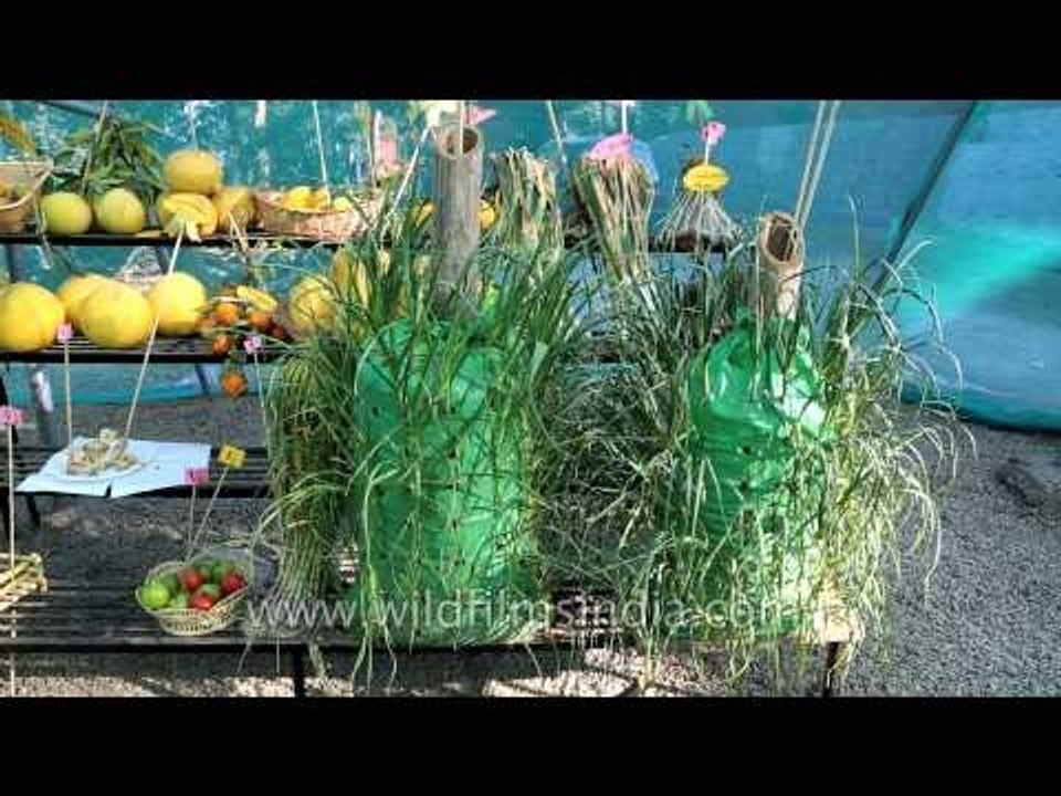 Growing spring onions in plastic bags