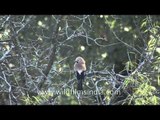 Black throated (Red-headed) Tits and an Eurasian Jay