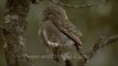 Tiny little Collared Pygmy Owlet in the Himalaya