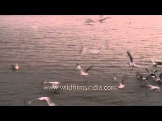 Gulls dive into the waters of the Bay of Bengal, for a fishy catch