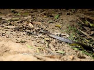 Cobra slithers through bamboo undergrowth