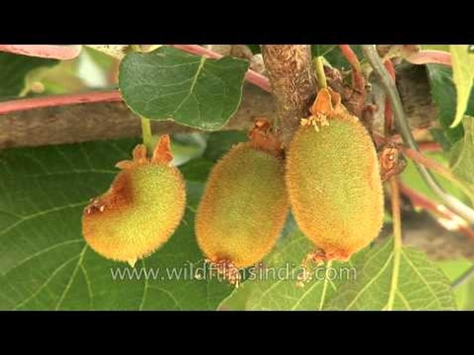 Kiwi fruit on the vine, Uttarakhand