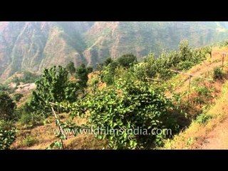Green apples from the fruit orchard of Nainbagh