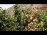 Apples growing in a Nainbagh orchard in Uttarakhand