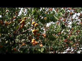 Orchard hands pluck apricots in Uttarakhand orchard