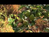 Green ripe apples on Himalayan-grown apple trees