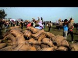 Participants busy lifting sacks during the competition