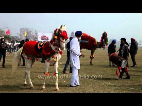 Dancing horse of Punjab at Kila Raipur