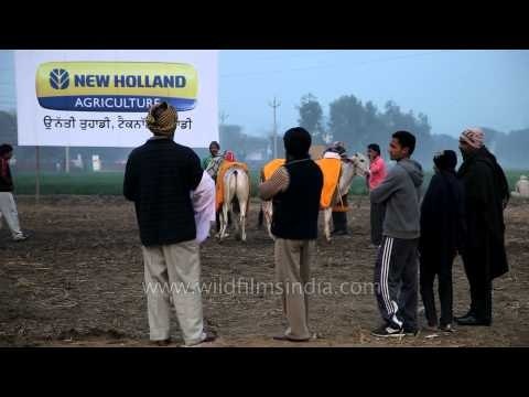 Thrilling bullock cart race on the land of Punjab