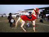 A horse dances to the beat of a 'dhol' : Kila Raipur