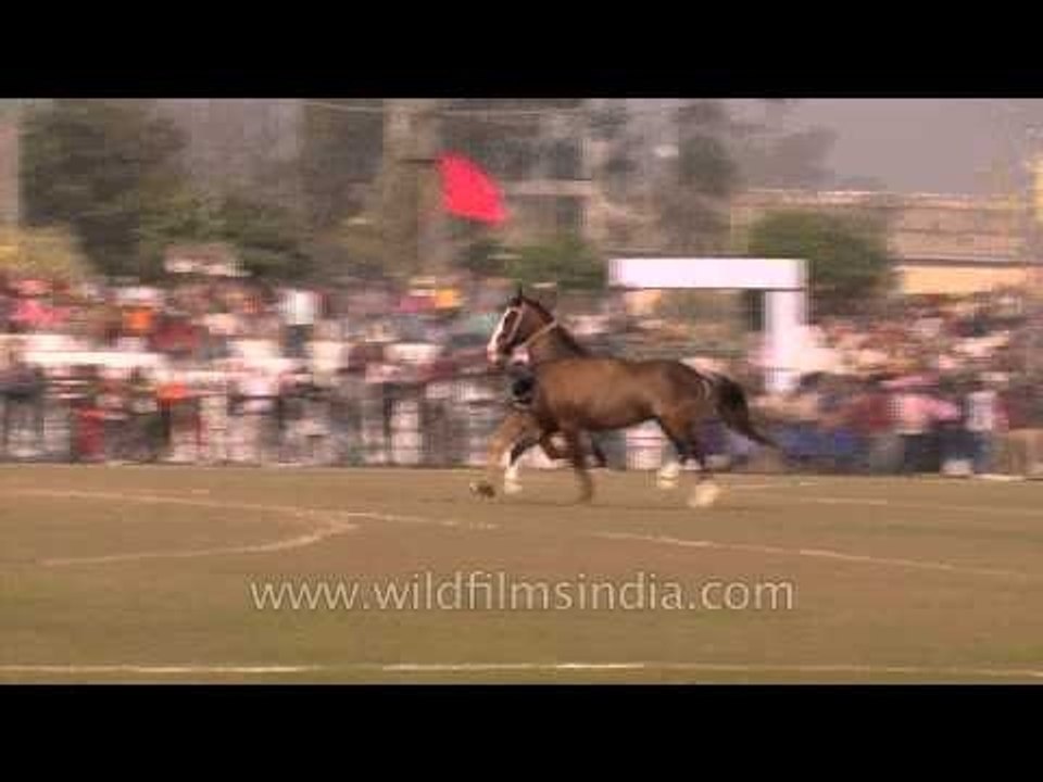 Nihangs riding on two horses- Ludhiana