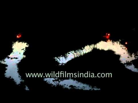 Night fishing at Loktak lake, Manipur