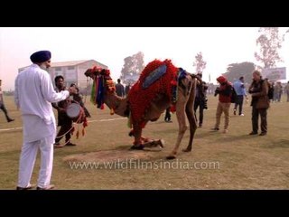 Camel dance: at Rural Olympics, Punjab