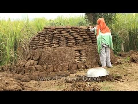 Woman makes cow dung patties in Uttar Pradesh, India