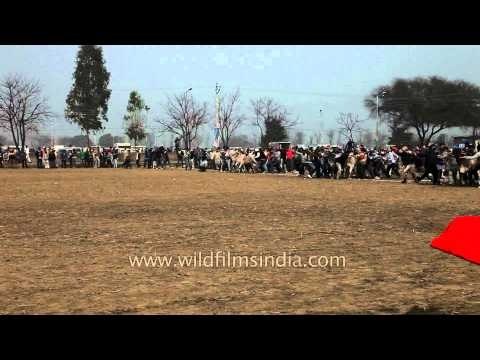 Bullock cart race in full swing at Kila Raipur Sports Festival