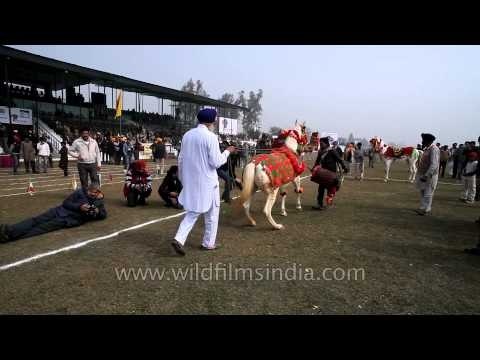 A horse dancing to the beat of dhol in Kila Raipur