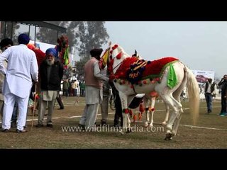 Perfect footwork! Horse dancing on the beats