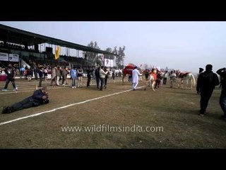 Horse dancing competition at Rural Olympics