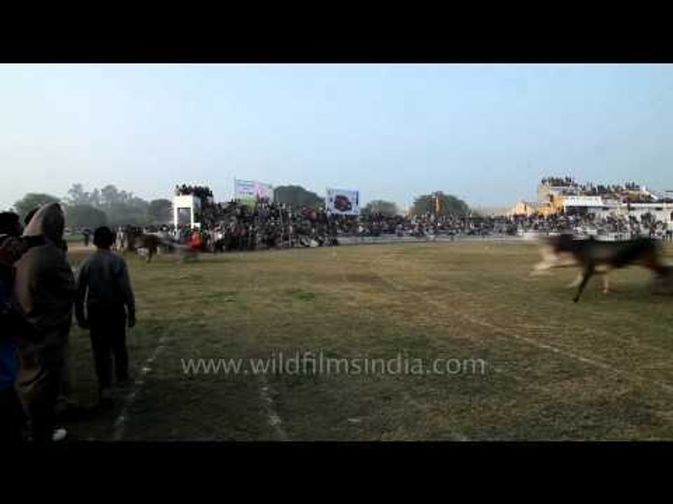Bullock Cart race in progress at Kila Raipur