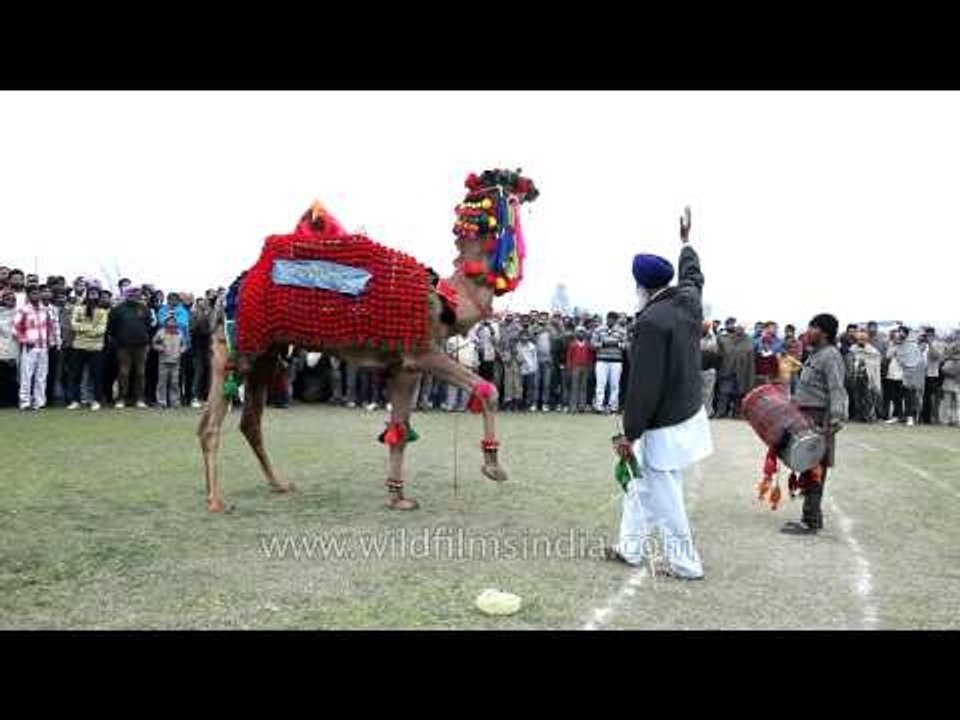 Decorated camel dancing on dhol beats