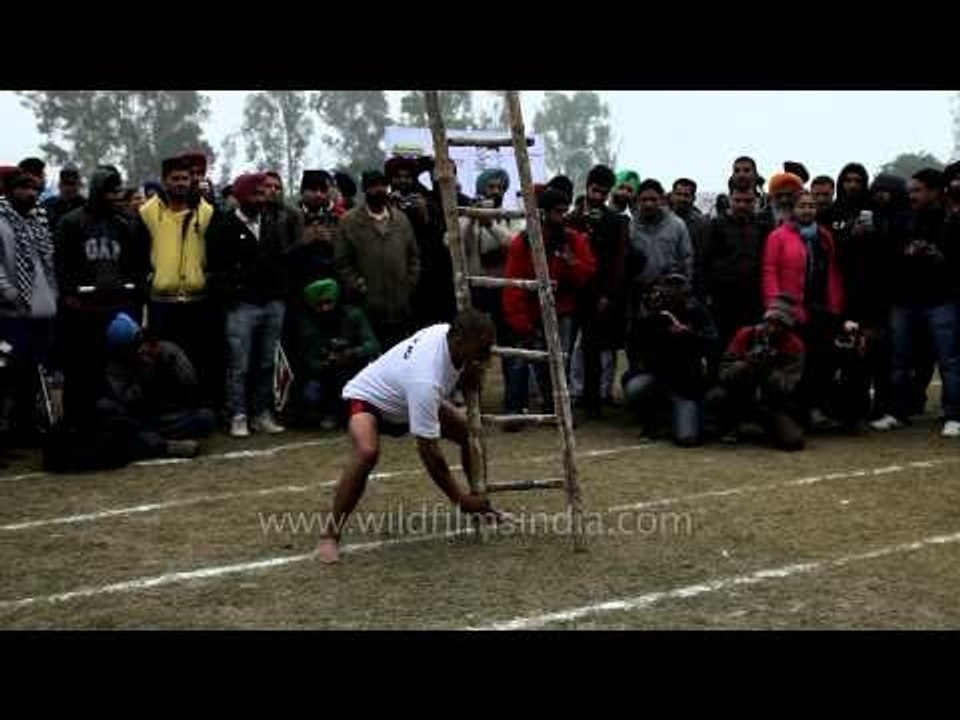 Plough lifting with teeth - happens only at Rural Olympics