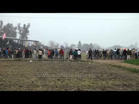Bullock cart speeds up as the race progress