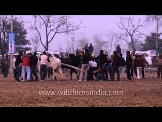 Bull loses its control before the start of the match